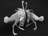 Ostrich 1:87 Fighting Pair 3d printed 