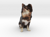 Dark Brown Chocolate Long Haired Chihuahua 001 3d printed 