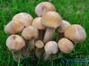 A Bunch Of Mushroom 3d printed 
