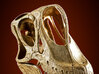 Giraffatitan - dinosaur skull replica 3d printed Nasal crest