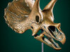 Triceratops skull - dinosaur model 3d printed Example shown with bronze paint finish