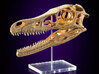 Velociraptor - dinosaur skull replica 3d printed Photo of 3D print