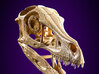 Velociraptor - dinosaur skull replica 3d printed Product photo