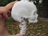 Half skull, full size, created from CT scan data 3d printed This photo is of the half-sized version