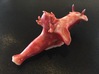 Cerasotoma trilobatum 3d printed Actual Model Photo
