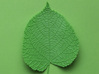 Tilia tree leaf (linden leaf) 3d printed 