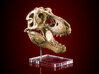 Tyrannosaurus skull - dinosaur model 3d printed Product with added paint finish
