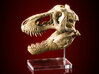 Tyrannosaurus skull - dinosaur model 3d printed Product with added paint finish