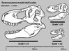 Tyrannosaurus skull - dinosaur model 3d printed Example scale diagram