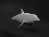 Bottlenose Dolphin 1:6 Swimming 2 3d printed 