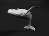 Humpback Whale 1:160 Breaching Female 2 3d printed 