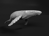 Humpback Whale 1:350 Swimming Female 3d printed 