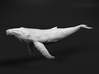Humpback Whale 1:45 Swimming Calf 3d printed 