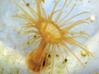Aiptasia Sea Anemone Pendant - Marine Biology 3d printed Aiptasia sea anemone