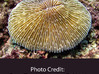 Fungia Coral Pendant 3d printed 
