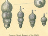 Amphicoryna Foraminifera Earrings  3d printed 