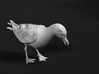 Herring Gull 1:25 Looking down 2 3d printed 