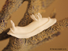 Lani the Nudibranch 3d printed White Strong & Flexible Polished