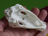Bear Skull. Jointed Jaw. 10cm 3d printed Completely coincides anatomical structure