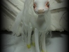 Canter Colts Couture Unicorn 3d printed front view