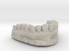 Anatomical Lower Teeth 3d printed 