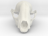 Bobcat Skull 3d printed 
