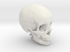 Human skull with colored bone - 1/2 life size 3d printed 