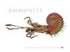 Ammonite 8cm 3d printed 