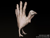 Hand Turkey 3d printed digital Hand Turkey (Maleagris Manus)