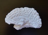 The right hemisphere of the brain - half scale 3d printed 