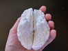 The left hemisphere of the brain - full scale 3d printed 