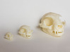 Mid-Sized Cat Skull Sculpture 3d printed Printed on "MakerBot: The Replicator" at the local college.  Left - mini cat skull model, Middle - Standard size model, Right - Large near-life-size model