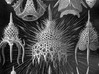 Calocyclas Radiolarian pendant 3d printed Ernst Haeckel's drawing of Calocyclas